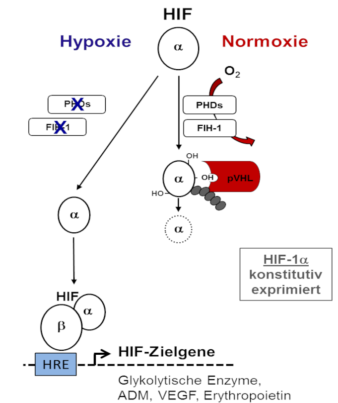 Regulation von Hypoxie-induzierbaren Transkriptionsfaktoren (HIFs)